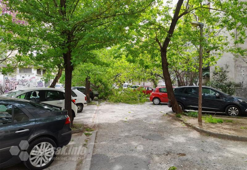 Stablo palo na parkirana auta u Ulici kralja Zvonimira - Stablo palo na parkirana auta u Ulici kralja Zvonimira