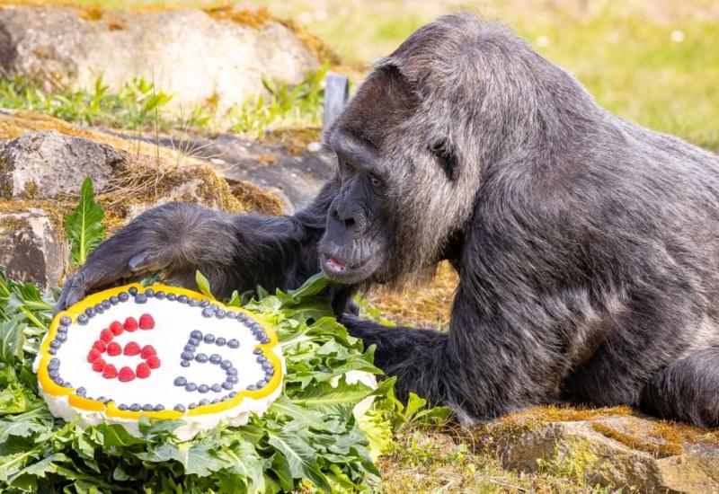 Najstarija gorila proslavila rođendan 