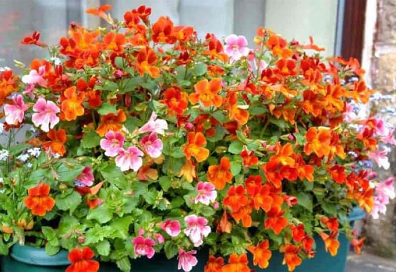 Nemesia - Ove balkonske biljke preživjet će i najgore vlasnik, i cvasti cijelo ljeto