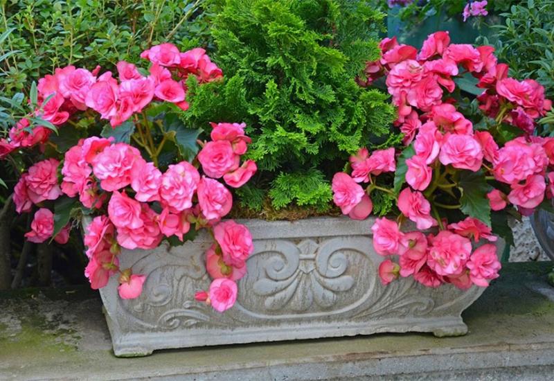 Begonije - Ove balkonske biljke preživjet će i najgore vlasnik, i cvasti cijelo ljeto