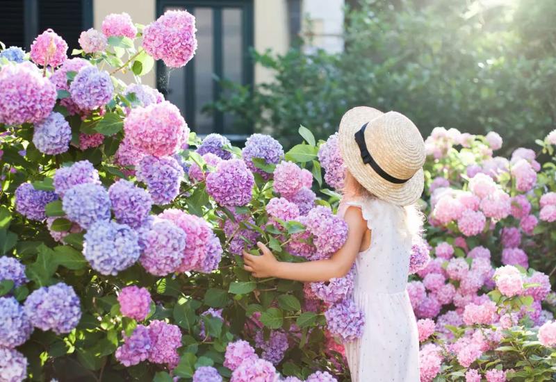 Hortenzija - Ove balkonske biljke preživjet će i najgore vlasnik, i cvasti cijelo ljeto