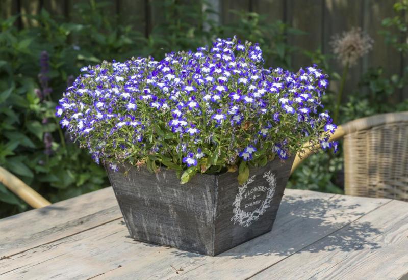 Lobelija - Ove balkonske biljke preživjet će i najgore vlasnik, i cvasti cijelo ljeto