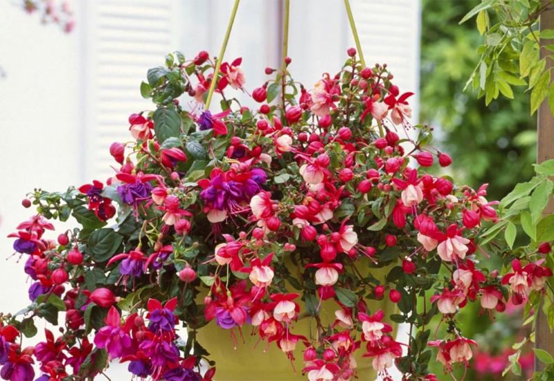 Fuksija - Ove balkonske biljke preživjet će i najgore vlasnik, i cvasti cijelo ljeto