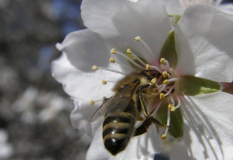 lustracija - Zaštitite nasade jabuka, ali pazite i na pčele