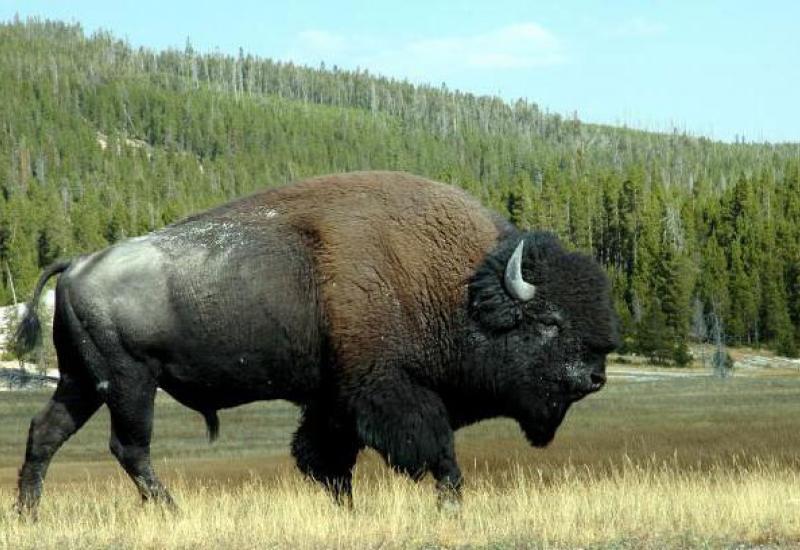 Ilustracija - Kanada seli 40 šumskih bizona u Aljasku kako bi se spasila vrsta