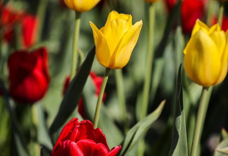 Divni prizori: Stotine posjetitelja na poljima tulipana