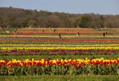 Divni prizori: Stotine posjetitelja na poljima tulipana