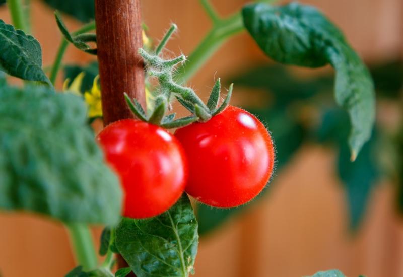 Evo kako pravilno zasaditi rajčicu 