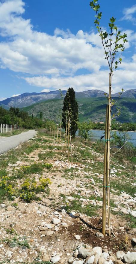 Bijelo Polje kraj Mostara od danas je bogatije za 90 sadnica.  - Bijelo Polje dobilo 90-tak novih stabala