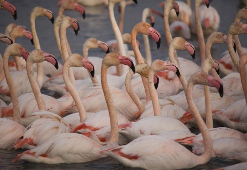 Masakr u zoološkom vrtu: 25 flaminga zaklano, 3 ozlijeđena, nastradala i patka