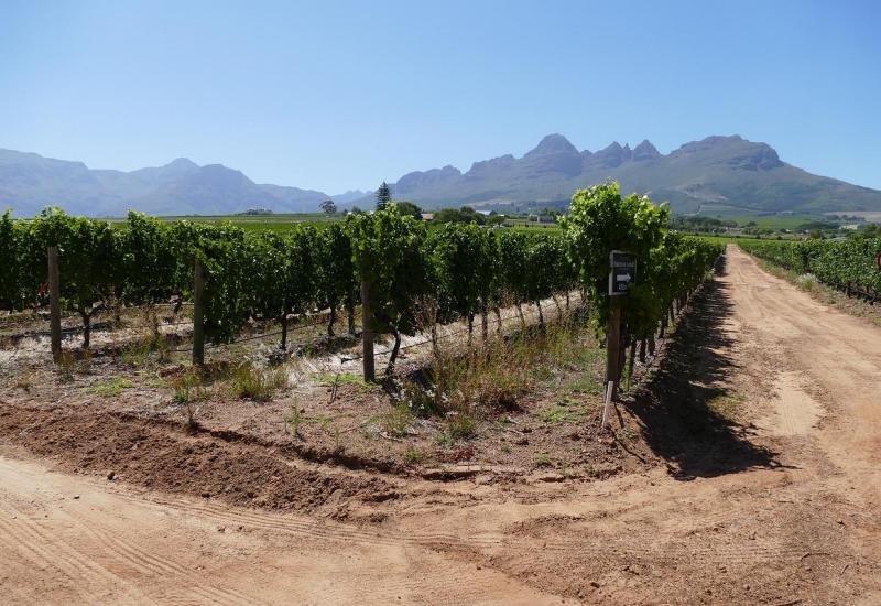 Vinogradari u HNŽ pozvani zaštititi vinograde