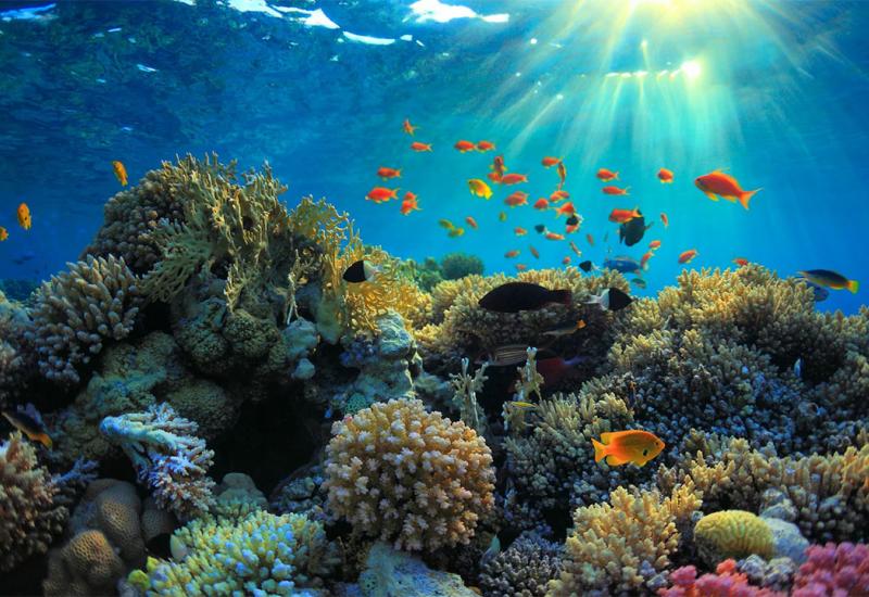 Hoće li Veliki koraljni greben završiti na UNESCO-vu popisu ugroženih lokacija?