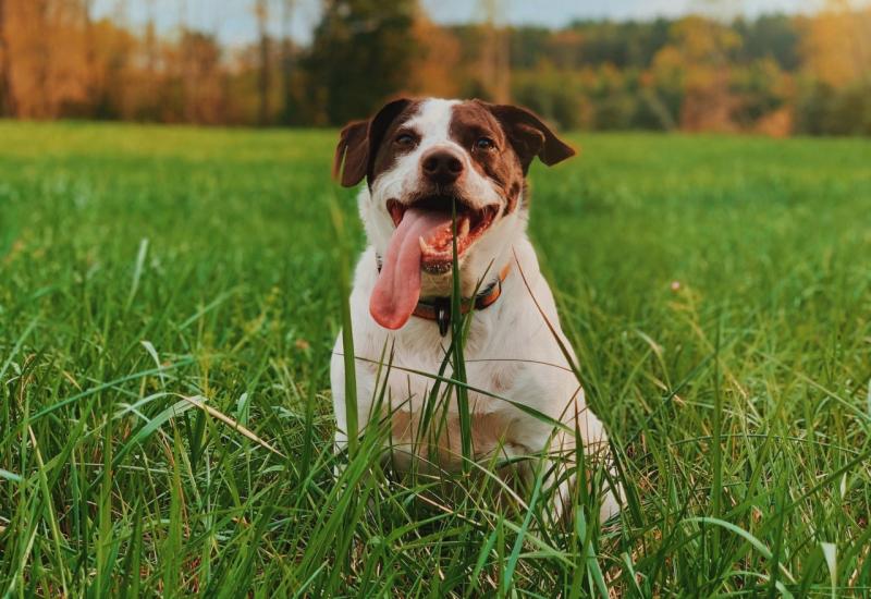 Evo zašto vaš pas uporno jede travu 