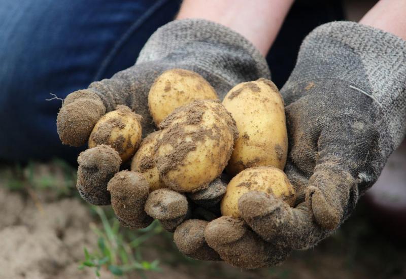 Kako čuvati krumpir i spriječiti klijanja gomolja?