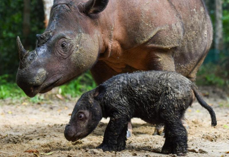 Sumatranski nosorog - Tek rođena beba iznimno ugrožene vrste je sve što trebate vidjeti danas 