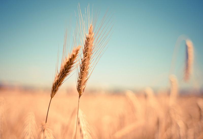 Bolest napala pšenicu u Hrvatskoj