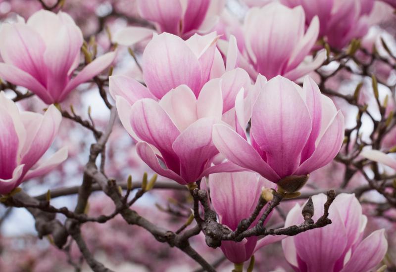 Sve što trebate znati o uzgoju magnolija