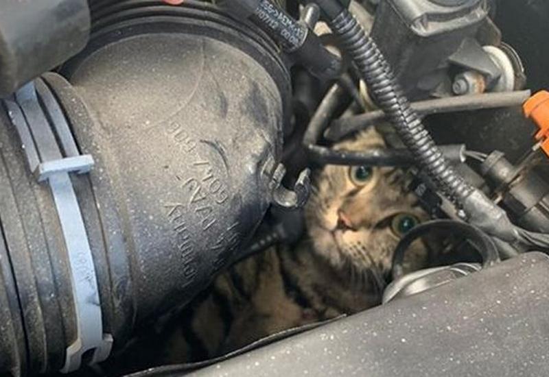 Ilustracija - Mostarski vatrogasci u Mepasu izvlačili mačku iz auta