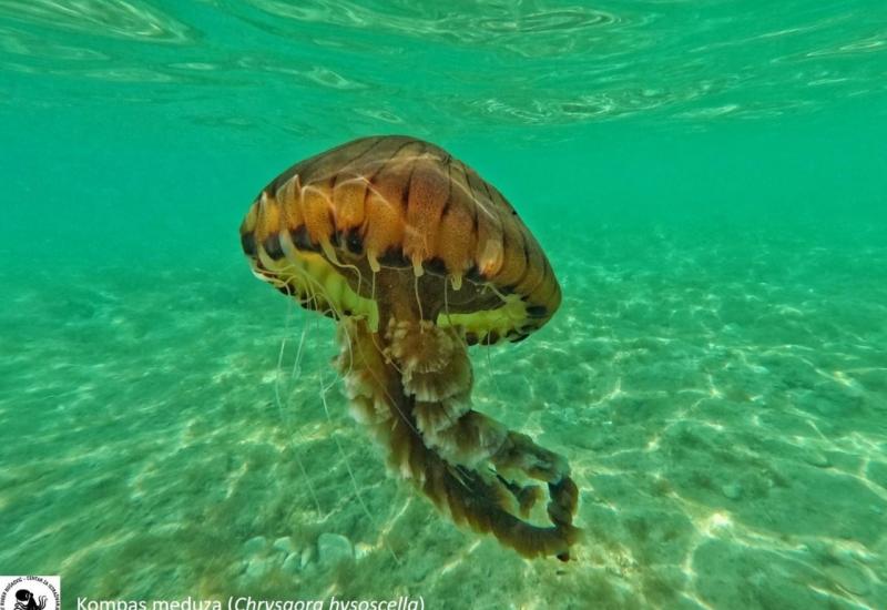 Opasna meduza uočena u Jadranu: Evo što učiniti ako vas opeče