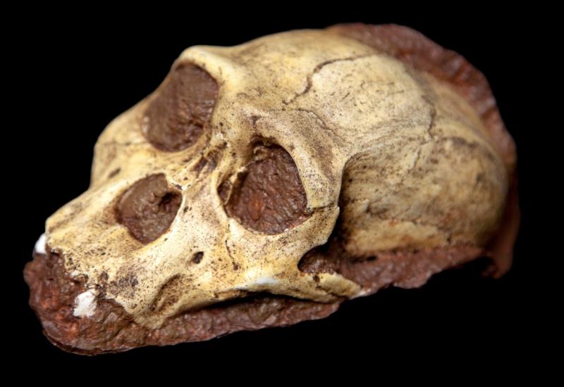 Pronađeni ljudski ostaci milijun godina stariji nego što se mislilo