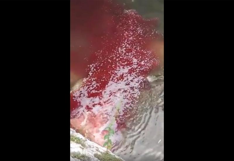VIDEO: Zbog klanja kurbana Miljacka onečišćena krvlju