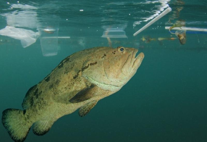 Znanstvenici razvili robotske ribe koje gutaju mikroplastiku