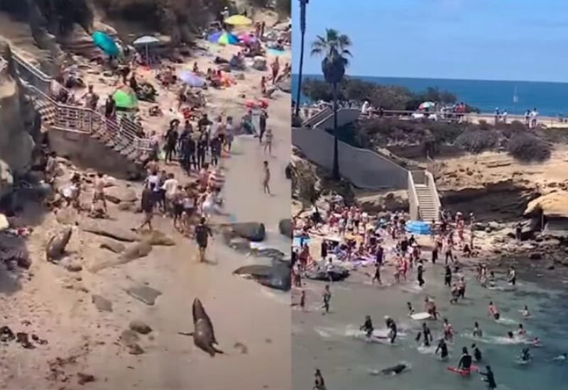 Morski lavovi krenuli su na ljude... - Morski lavovi tjerali kupače s plaže u Kaliforniji