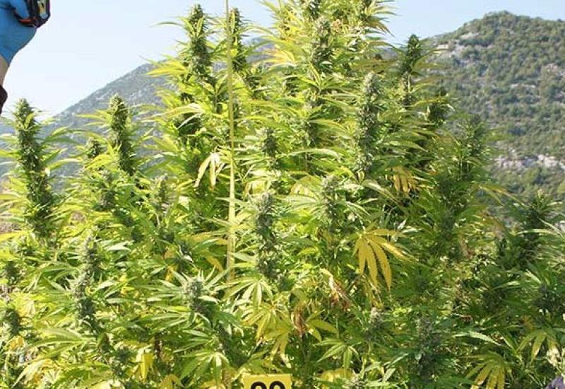 Ilustracija - U Ljubuškom pronađena marihuana vrijedna preko milijun KM, uhićene tri osobe