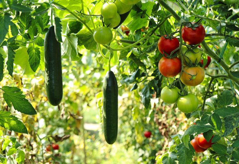 Rajčica i krastavac - Zalijevanje povrća: Koliko je potrebno rajčici, a koliko krastavcima i paprikama?