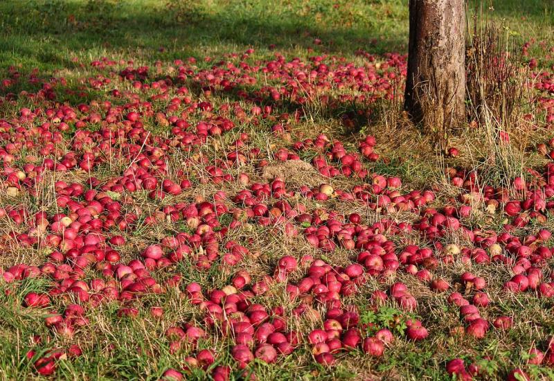 Kako izbjeći truljenje na plodovima jabuke i kruške?