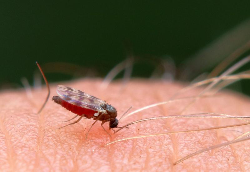 Učinkovite prirodne metode za tjeranje komaraca