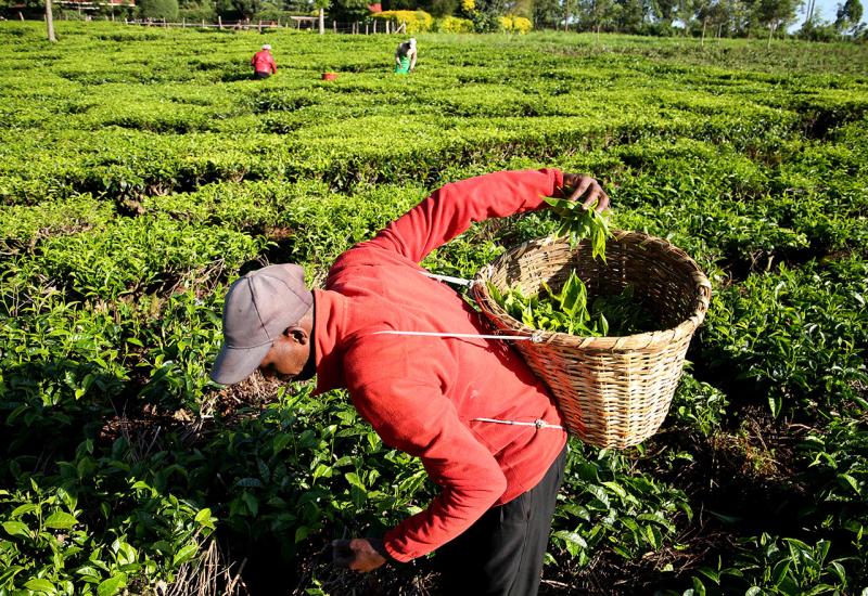 Od plantaže do šoljice toplog napitka: Kenija jedan od najvećih izvoznika čaja u svijetu