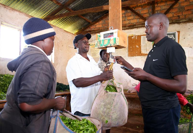 Od plantaže do šoljice toplog napitka: Kenija jedan od najvećih izvoznika čaja u svijetu