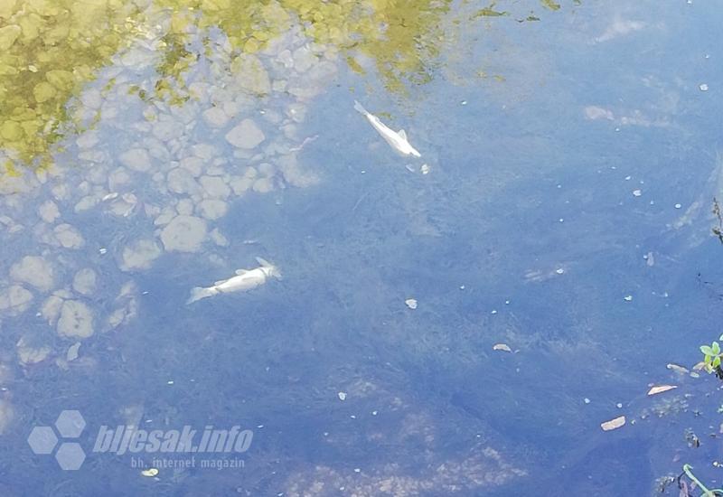 Mrtve ribe plutaju Radoboljom  - FOTO | Mrtve ribe plutaju Radoboljom 
