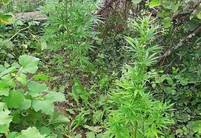 Uhićen Konjičanin: Pronađene stabljike marihuane, pištolj i streljivo