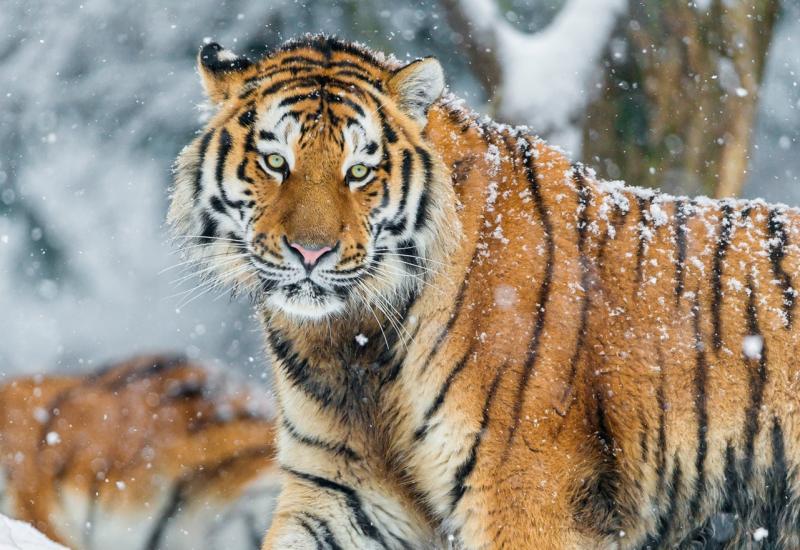 Uspjeh Rusije: Udvostručen broj sibirskih tigrova 