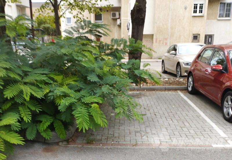 Mostar: Stablo platilo godišnju parking-kartu