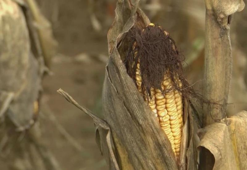 Kukuruz - Hrvati zabrinuti: Prekinuta žetva kukuruza i soje
