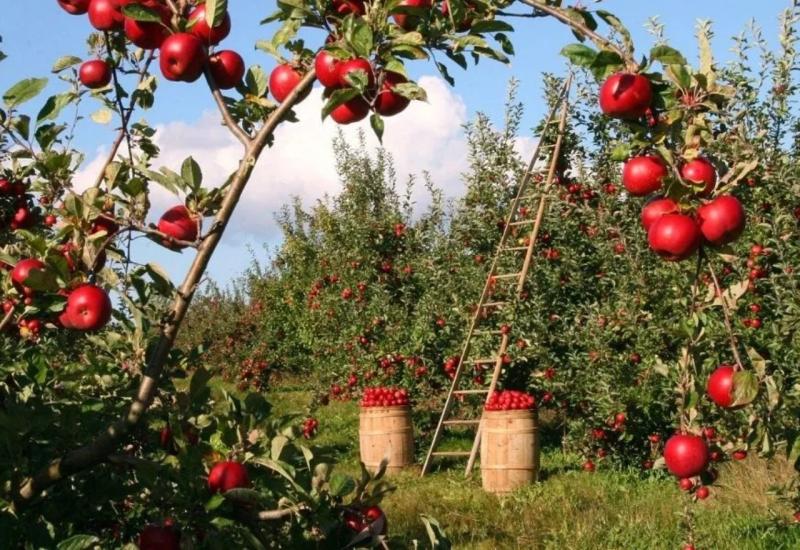 Sve što morate znati o sadnji jabuke 