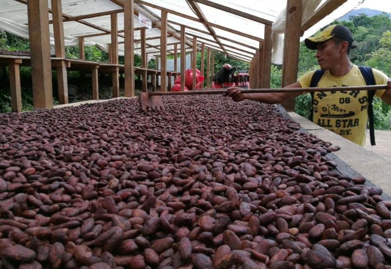 Gana značajno podigla otkupnu cijenu kakaovca