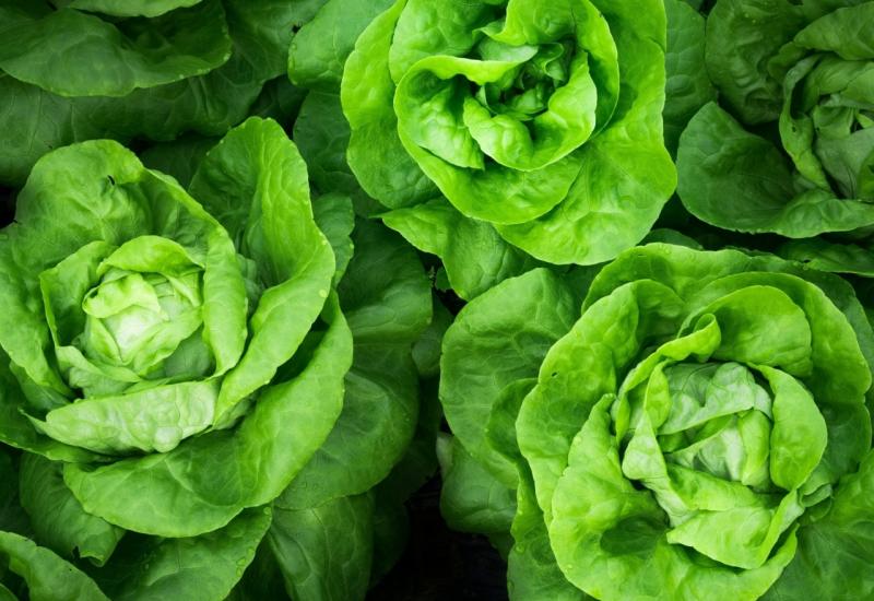 Zelena salata  - Može i u studenom: Evo što sijati i saditi pred zimu