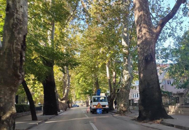Uklanjanje platana u Mostaru - Mostar: Uklonjeno uginulo stablo platana