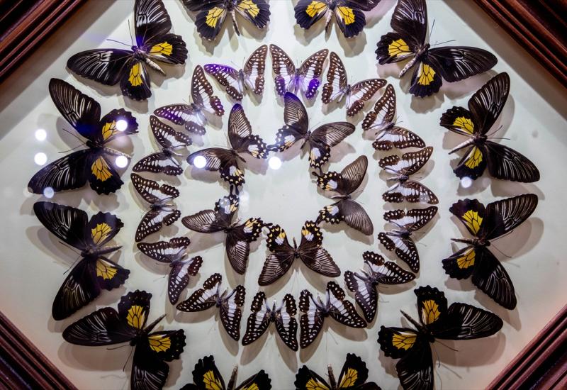 Natkriveni Vrt leptira u Dubaiju najveći na svijetu