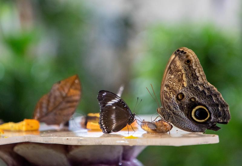 Natkriveni Vrt leptira u Dubaiju najveći na svijetu