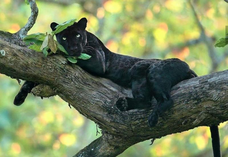 Vlast upozorila građane: Crna pantera uočena je u šumi 