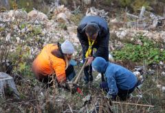 Izviđači na Rujištu posadili 3000 sadnica crnog bora