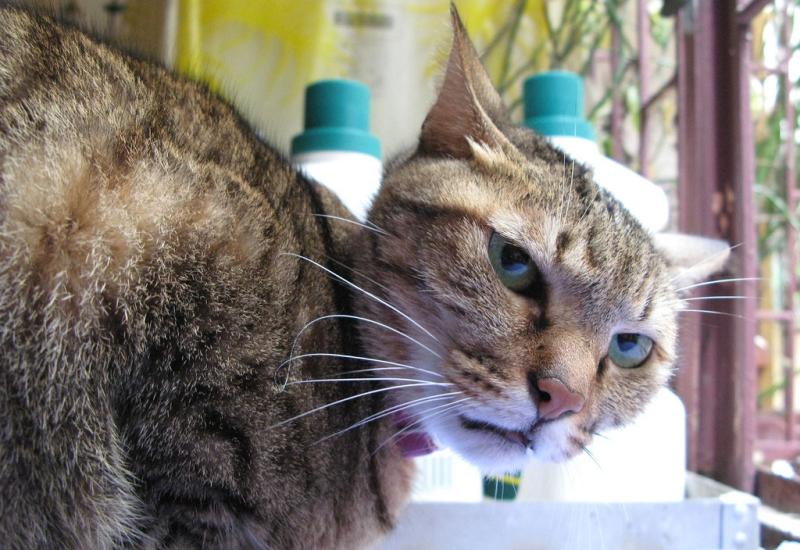 Odlična vijest za sve vlasnike mačaka koje žive s dijabetesom, odobren novi lijek