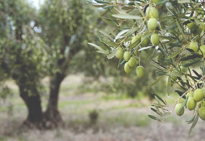 Grad Stolac daje državno zemljište u zakup za sadnju maslina