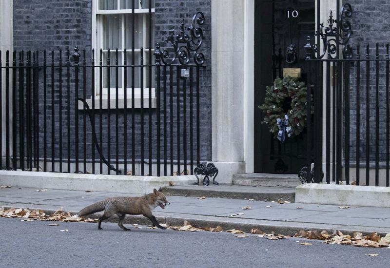 Snimili lisicu ispred sjedišta premijera 