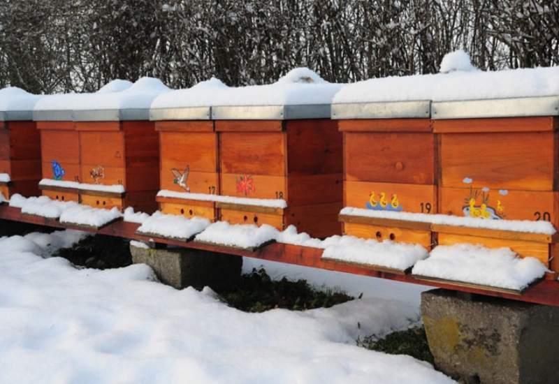 Pčelinjak - Prosinac u pčelinjaku: Sve što trebate znati 